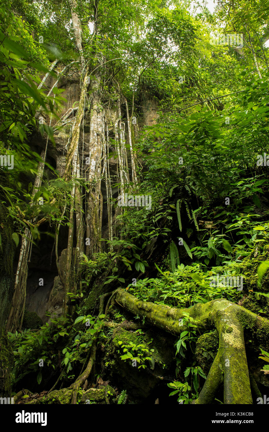 Aerial roots of a tree at the entrance of a forked cave system of the ...