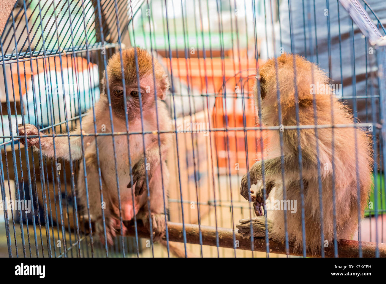 Monkey market cage hi-res stock photography and images - Alamy