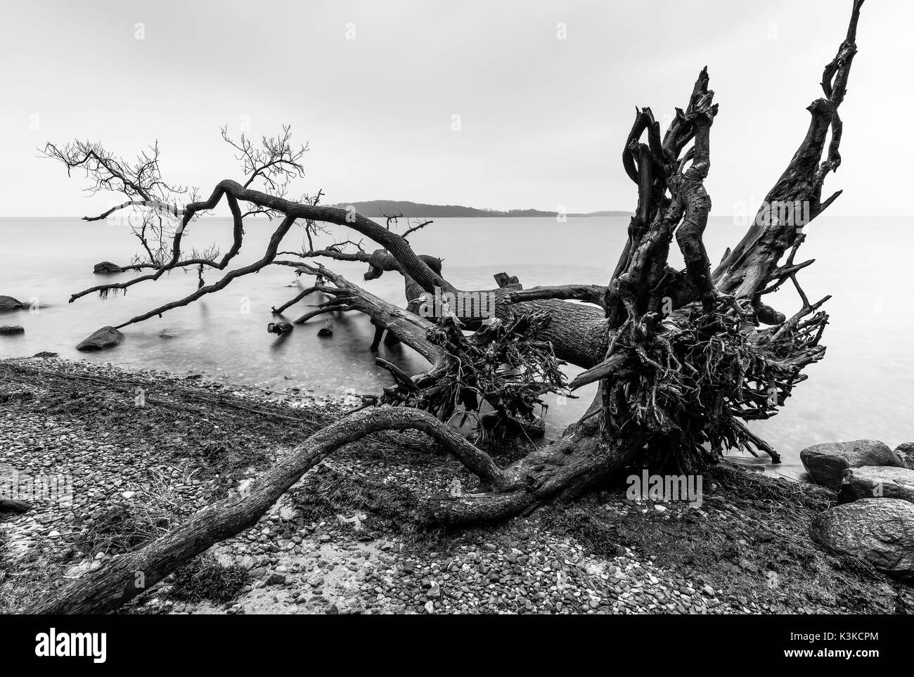 Two dead trees embrace and stretch her roots high, on the Baltic beach in front of the island Vilm. Stock Photo