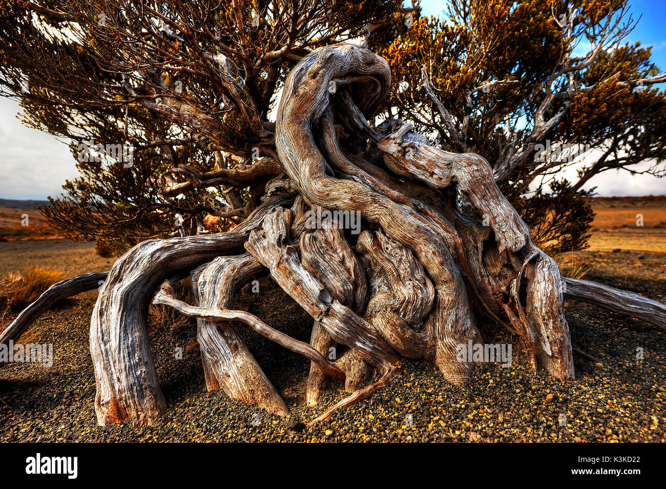 Root knot hi-res stock photography and images - Alamy