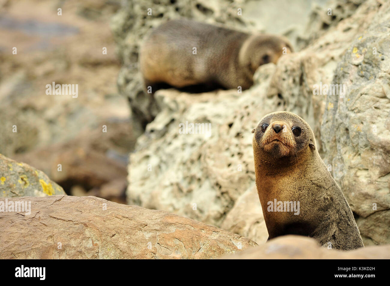 A young otary (Otariidae) looks carefully in the camera Stock Photo - Alamy