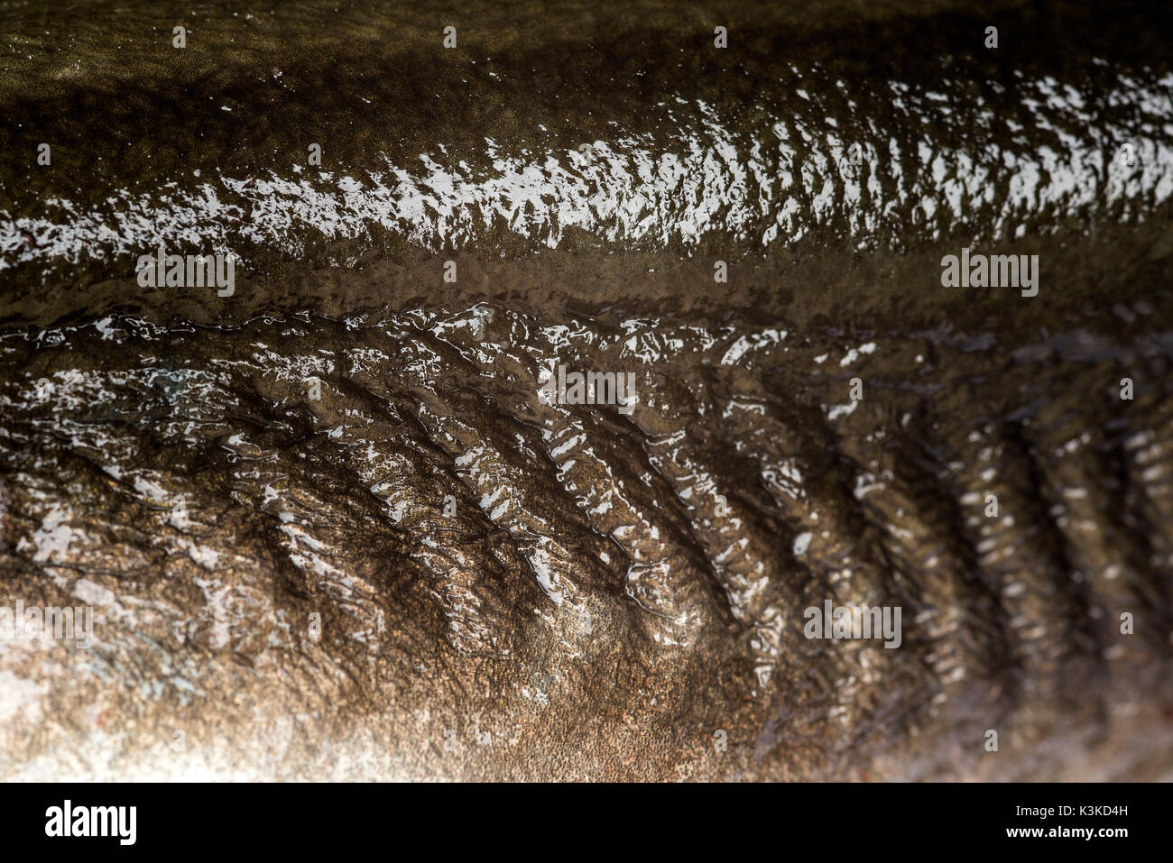 Ribs and shell of an eel Stock Photo Alamy