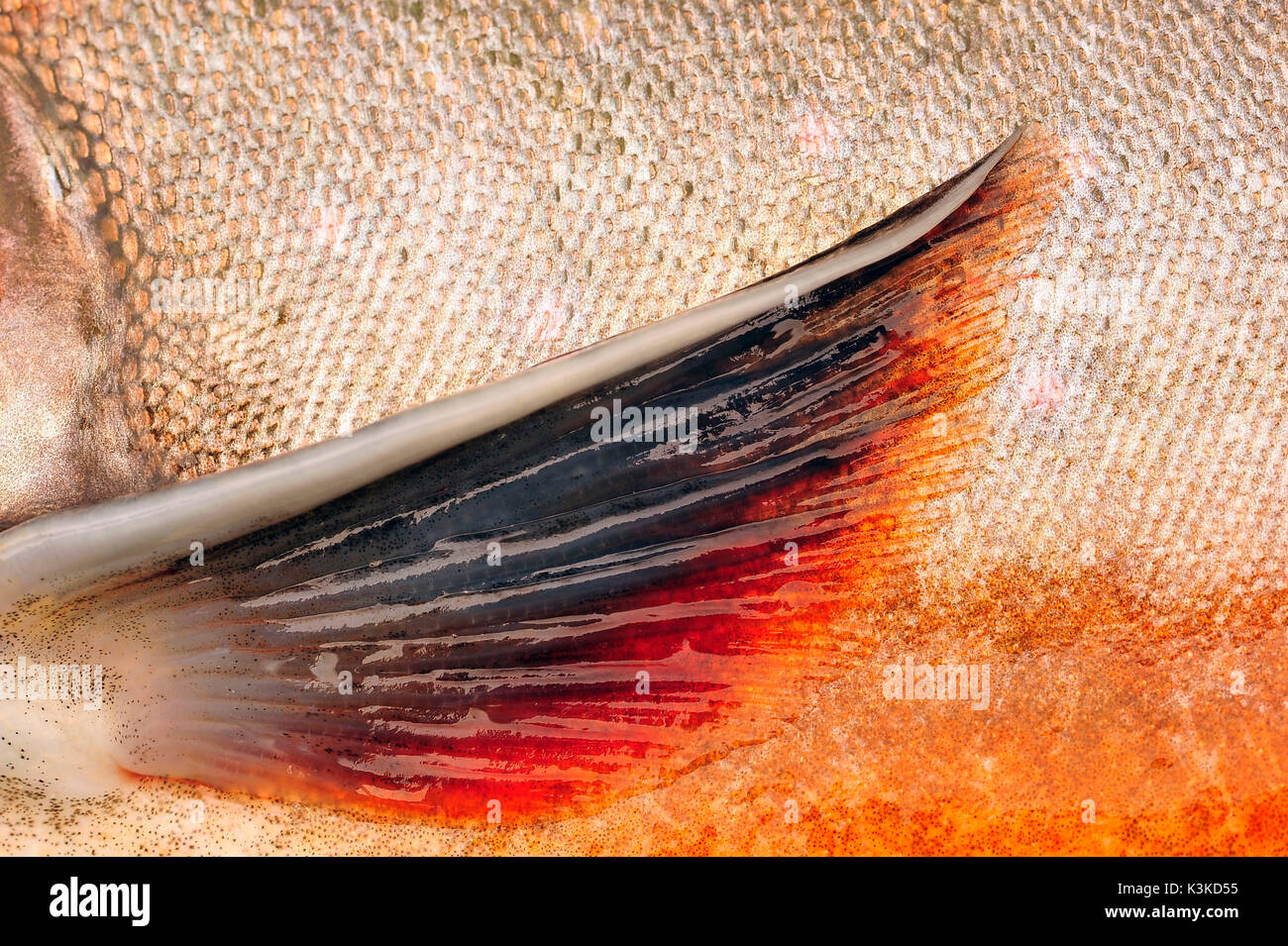 Brook trout fillet hi-res stock photography and images - Alamy