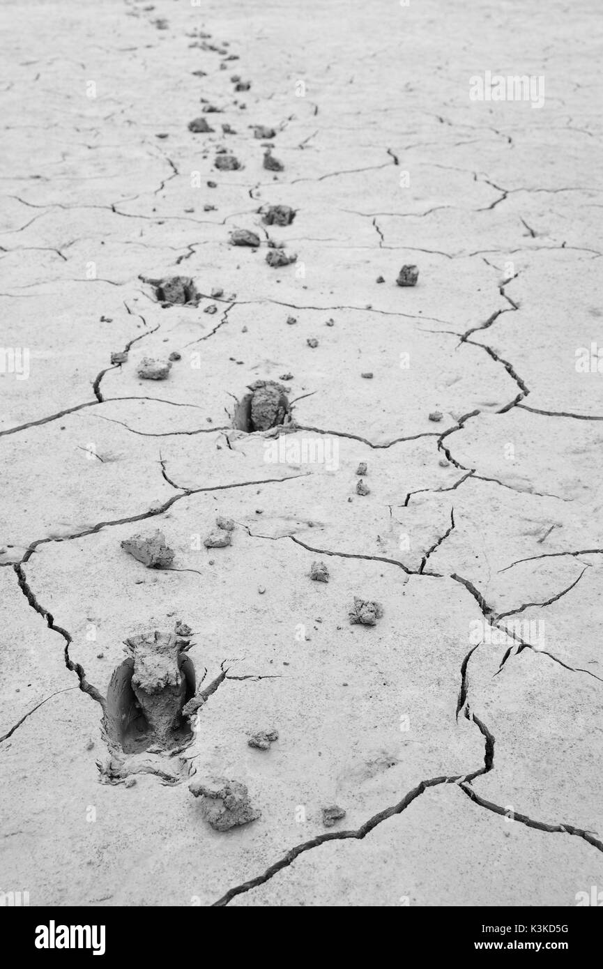 Deer tracks in the mud of a parched lakeside. Stock Photo