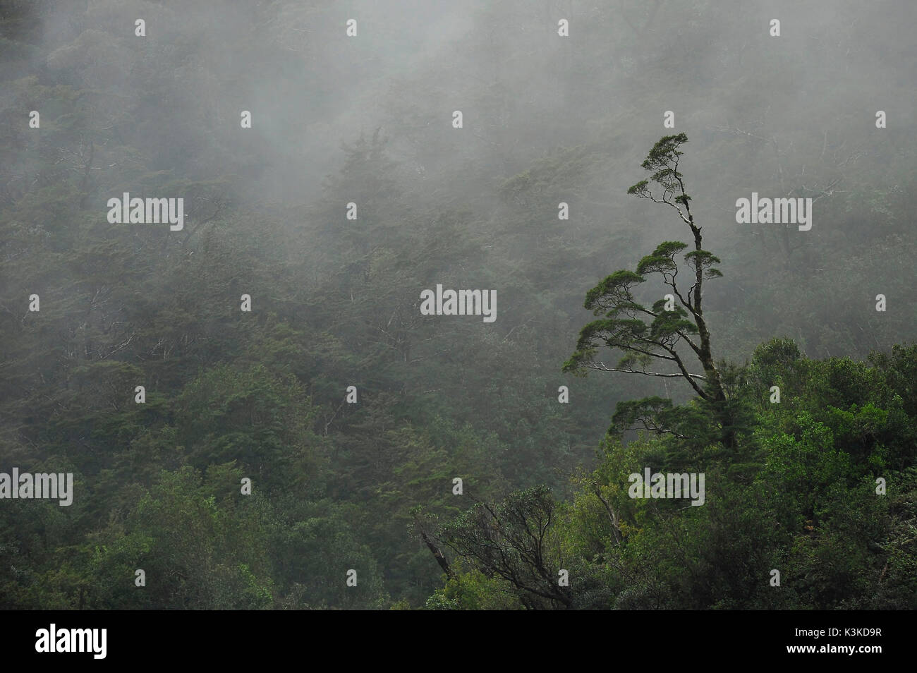Single tree juts out of the jungle of New Zealand, while fog in the mountainside is in the background. Stock Photo