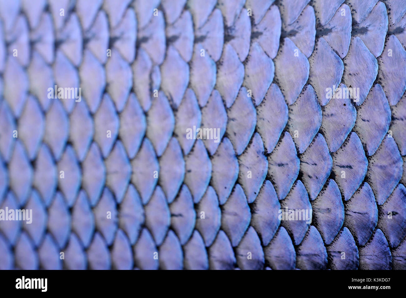 Reptile scales - pattern - extreme close, Stock Video