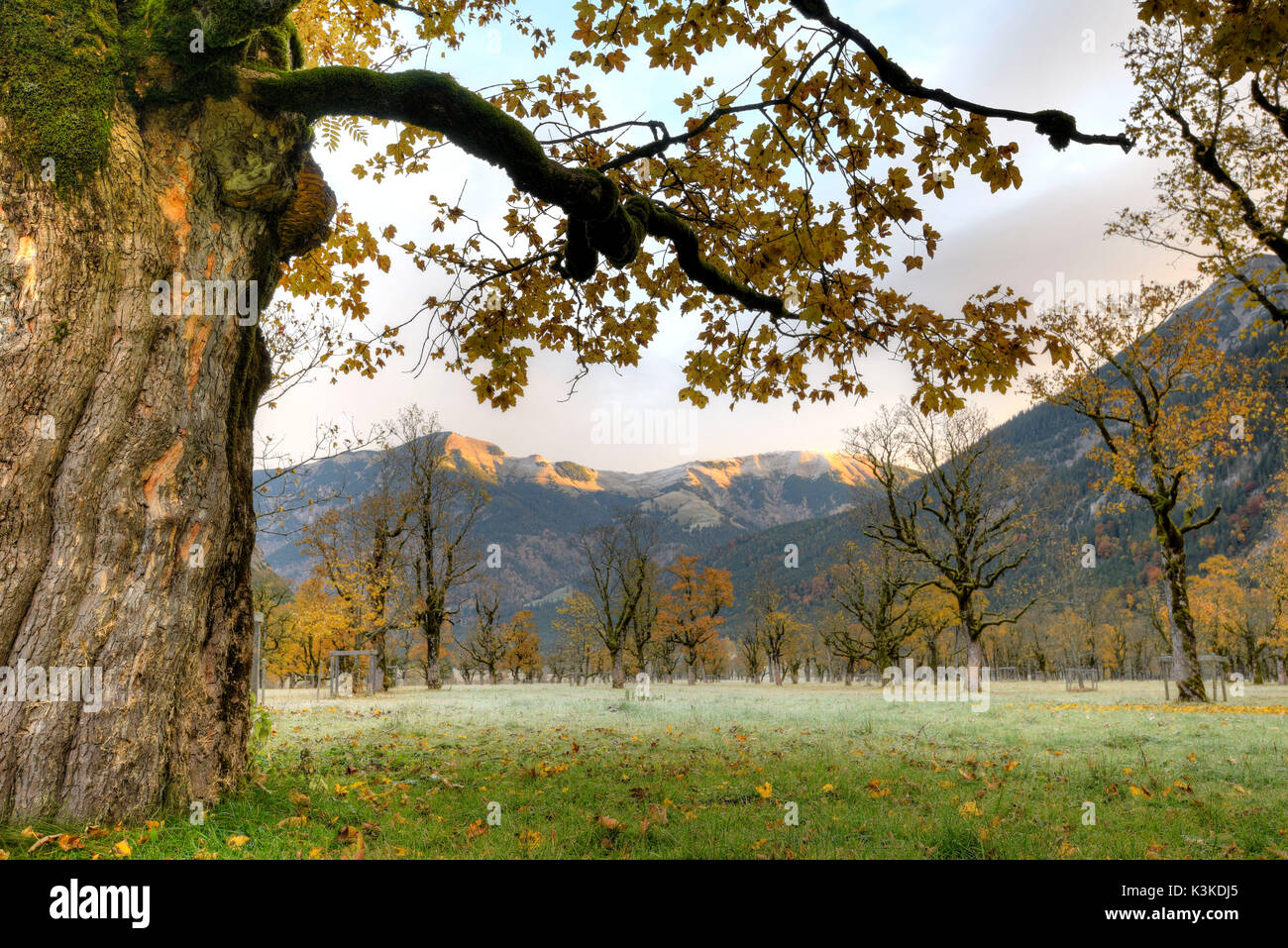Autumnally tinted maple trees in the Karwendel Stock Photo