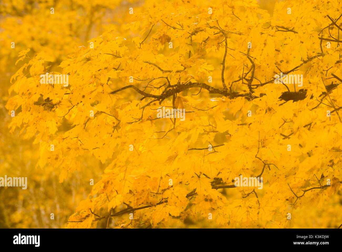 Golden foliage of a maple tree in Karwendelgebirge (mountains ...