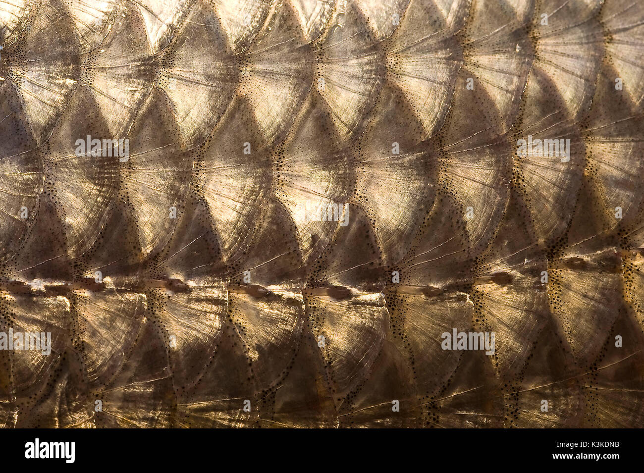 Fish scales in medium closeup Stock Photo Alamy