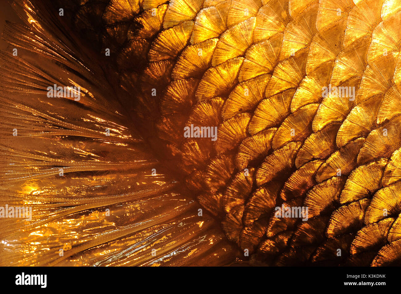 Skin of a fish with scales hires stock photography and images Alamy