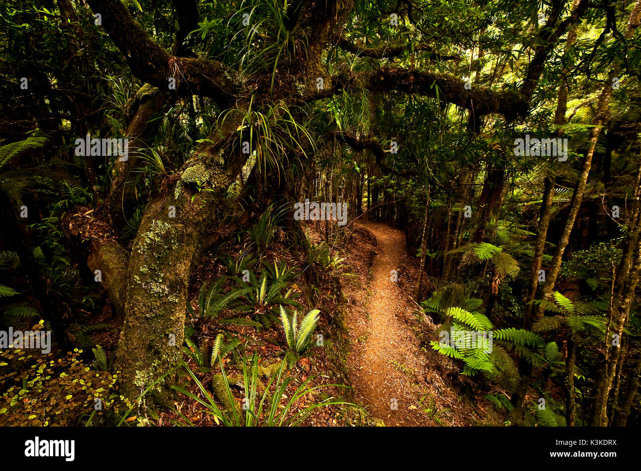 Footpath around The Lake Waikaremoana on the north island of New ...