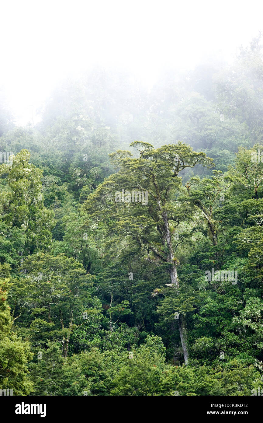 A big tree juts out of the New Zealand jungle, while fog approaches. Stock Photo