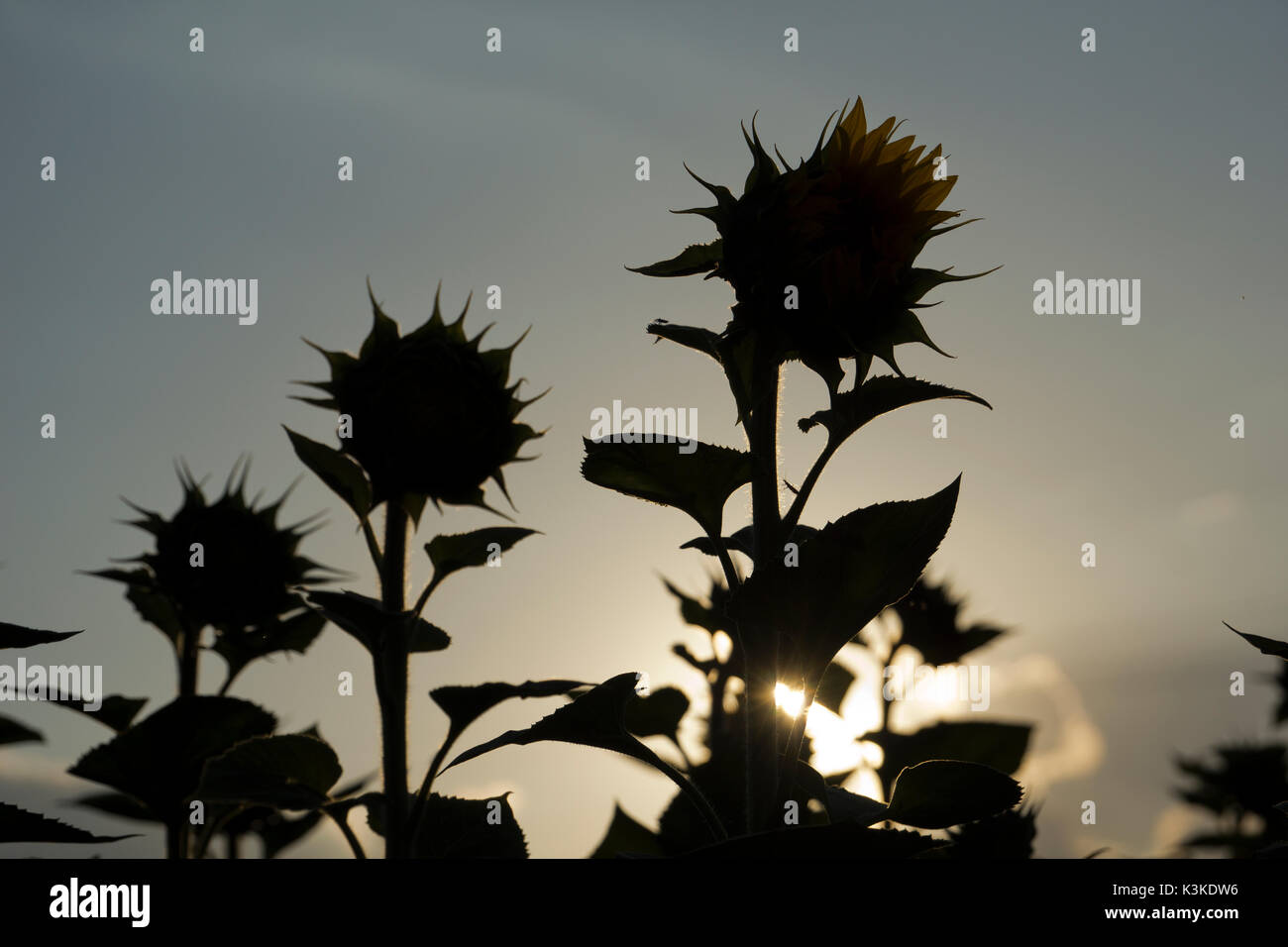 Sunflower silhouette hi-res stock photography and images - Alamy