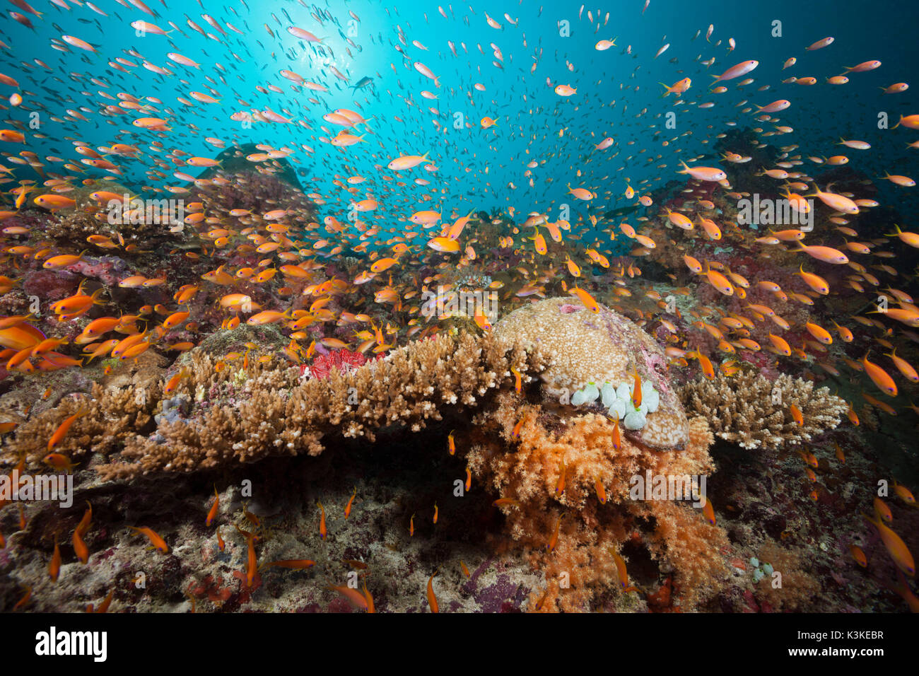 Colored Coral Reef, Felidhu Atoll, Maldives Stock Photo