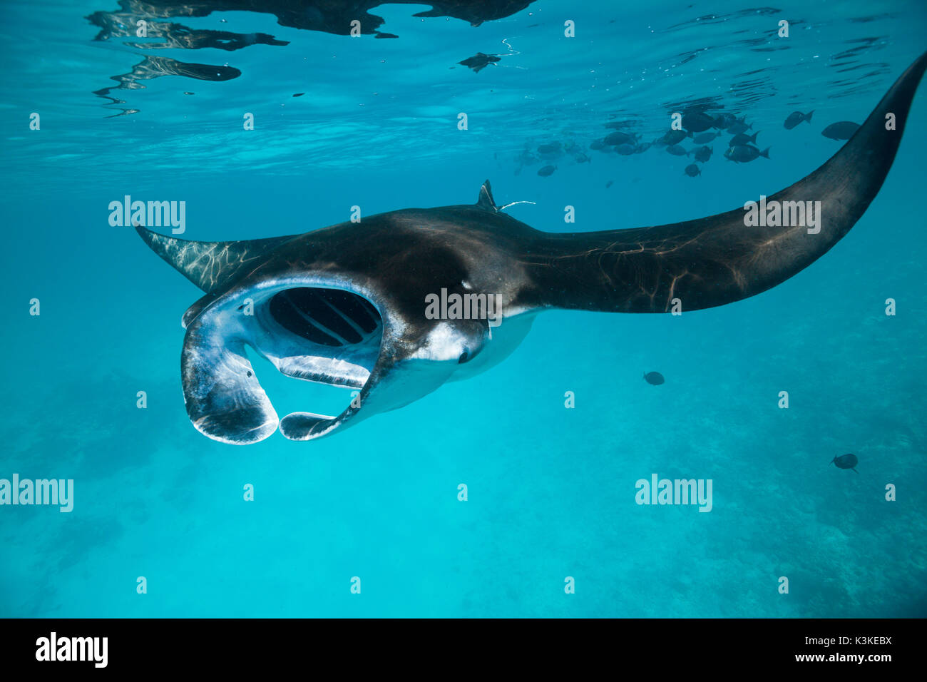 Reef Manta, Manta alfredi, Felidhu Atoll, Maldives Stock Photo