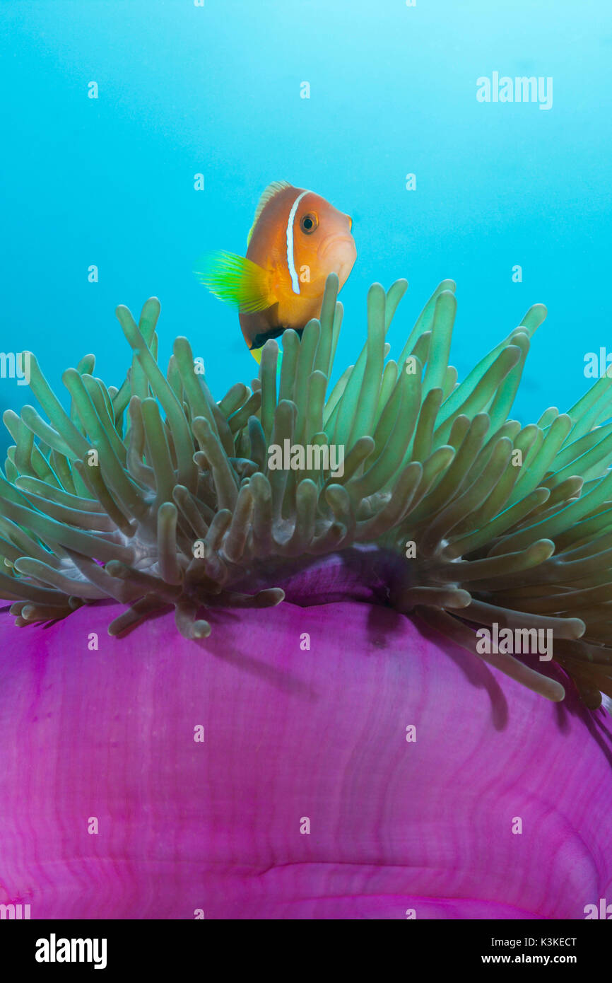 Maldive Anemonefish, Amphiprion nigripes, Felidhu Atoll, Maldives Stock Photo