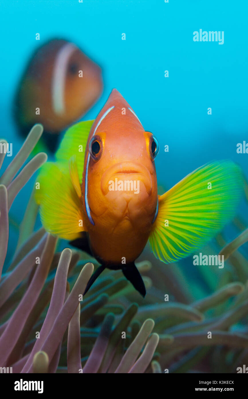 Maldive Anemonefish, Amphiprion nigripes, Felidhu Atoll, Maldives Stock Photo
