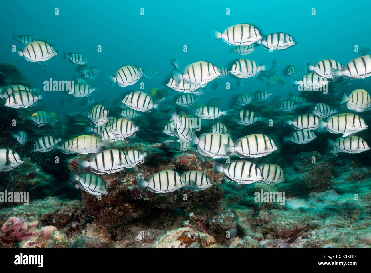 Shoal of Convict Surgeonfish, Acanthurus triostegus, South Male Atoll, Maldives Stock Photo