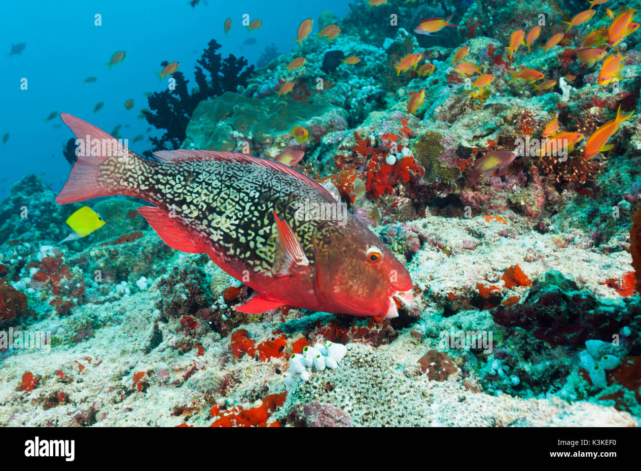 Redlip Parrotfish, Scarus rubroviolaceus, North Male Atoll, Maldives Stock Photo