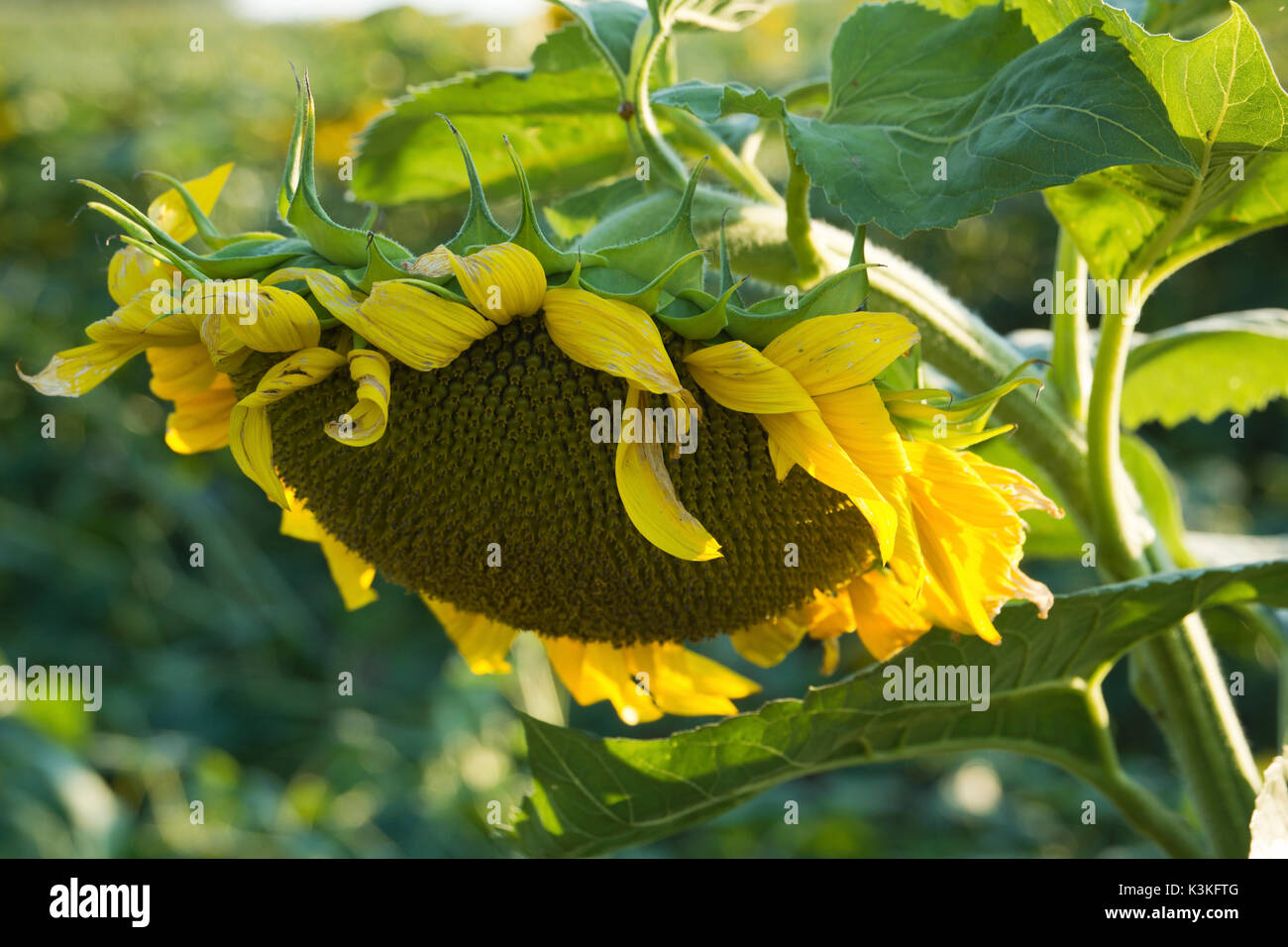 Sad sunflower hi-res stock photography and images - Alamy