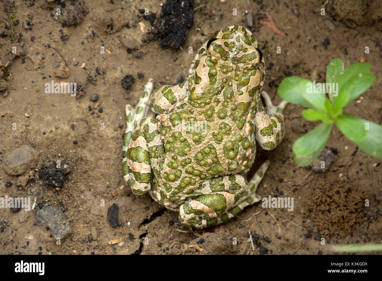 European green toad hires stock photography and images Alamy