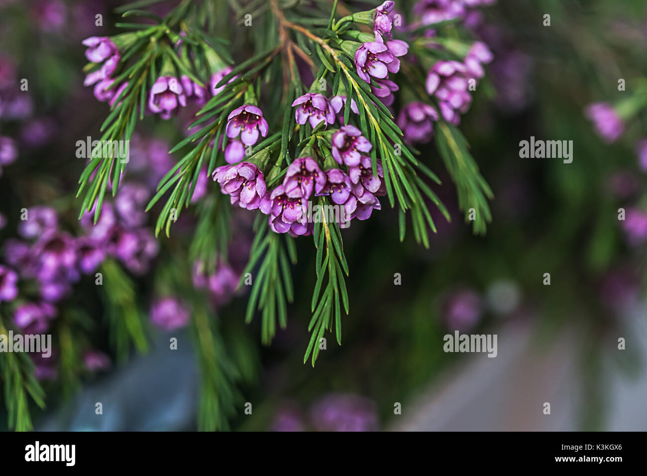 Macro photo of Geraldton wax flowers (Chamelaucium uncinatum) Stock Photo