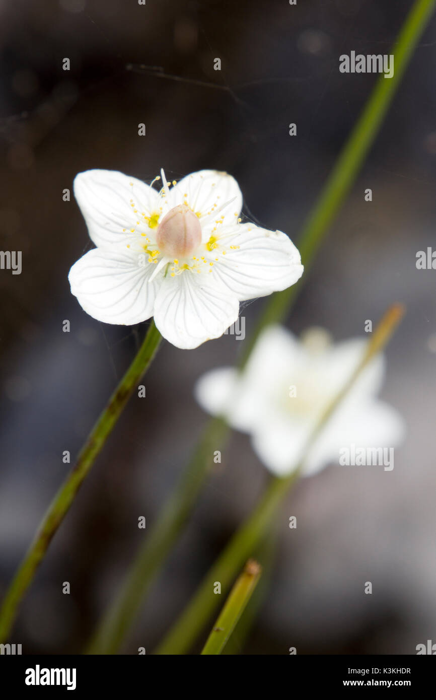 Closeup of two brilliant white with yellow anthers flowers of Snowdrop Anemone blooming on a sunny day in autumn against a blurry background Stock Photo