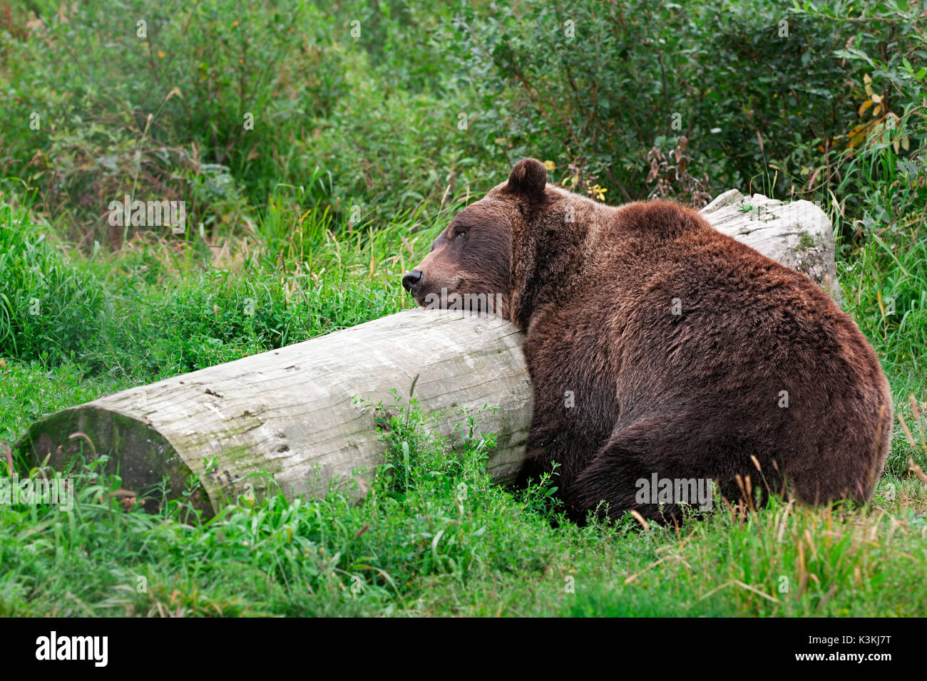 A grizzly bear sleeping on a log in alaska Stock Photo