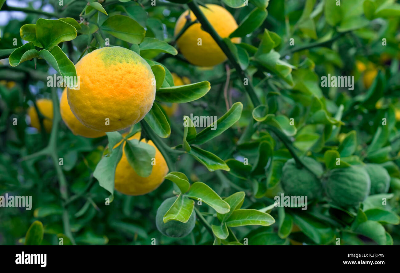 Chinese Bitter Orange. Trifoliate Orange. Citrus Tree. Japanese Bitter