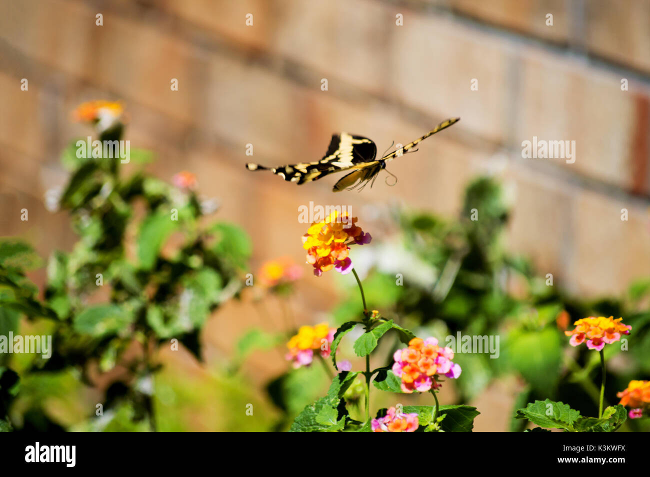 A swallowtail butterfly floating over a multi-color lantana plant with a brick background. Stock Photo