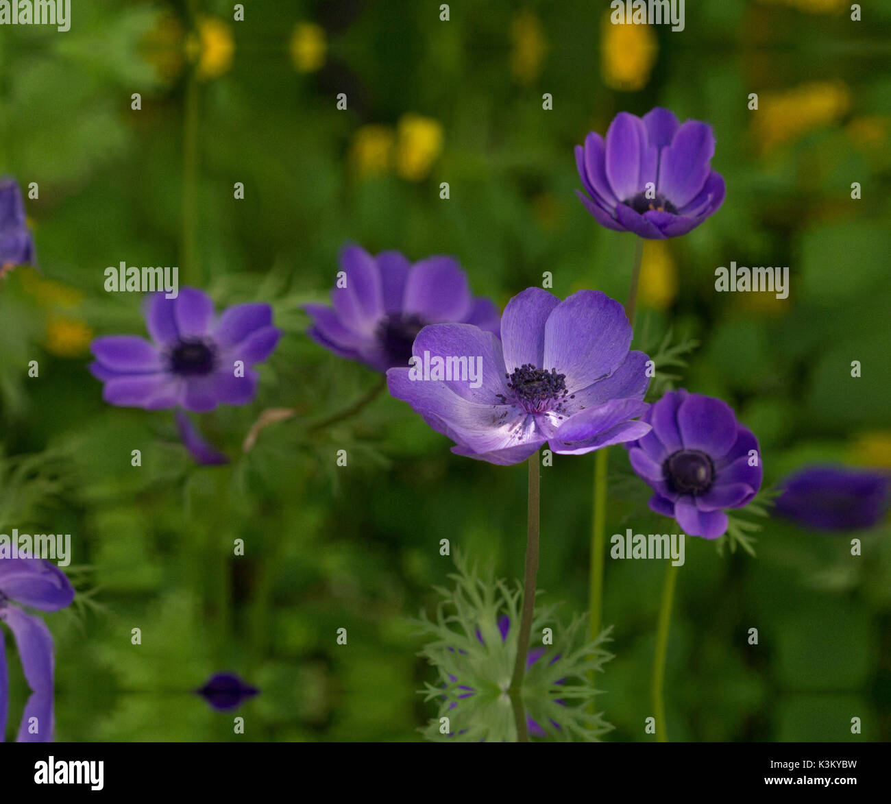 Purple Anemones against a green and yellow background Stock Photo