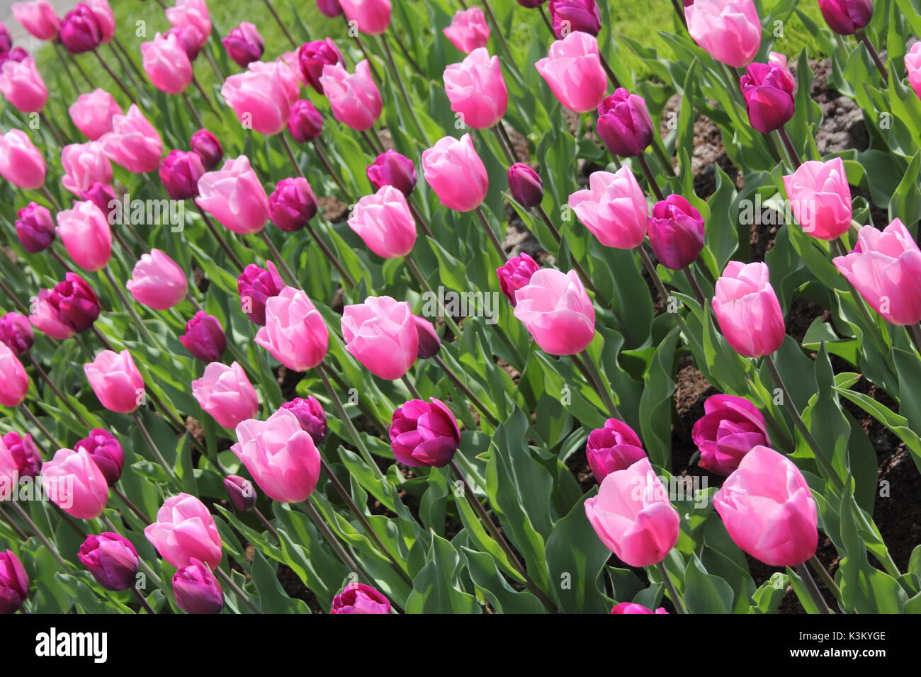 Swath of pink to purple tulips within the Keukenhof, Lisse, Netherlands Stock Photo