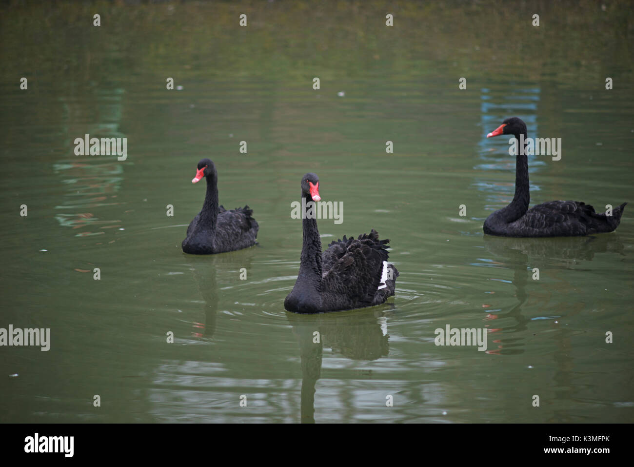 A group of Black Swans floating on the pond surface Stock Photo