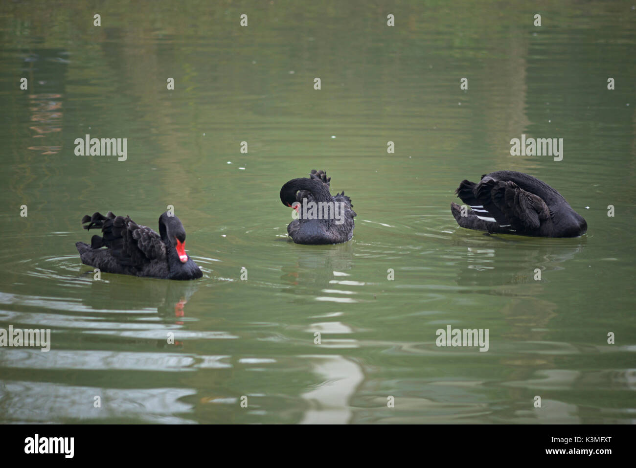 black swan floating on water of pond Stock Photo