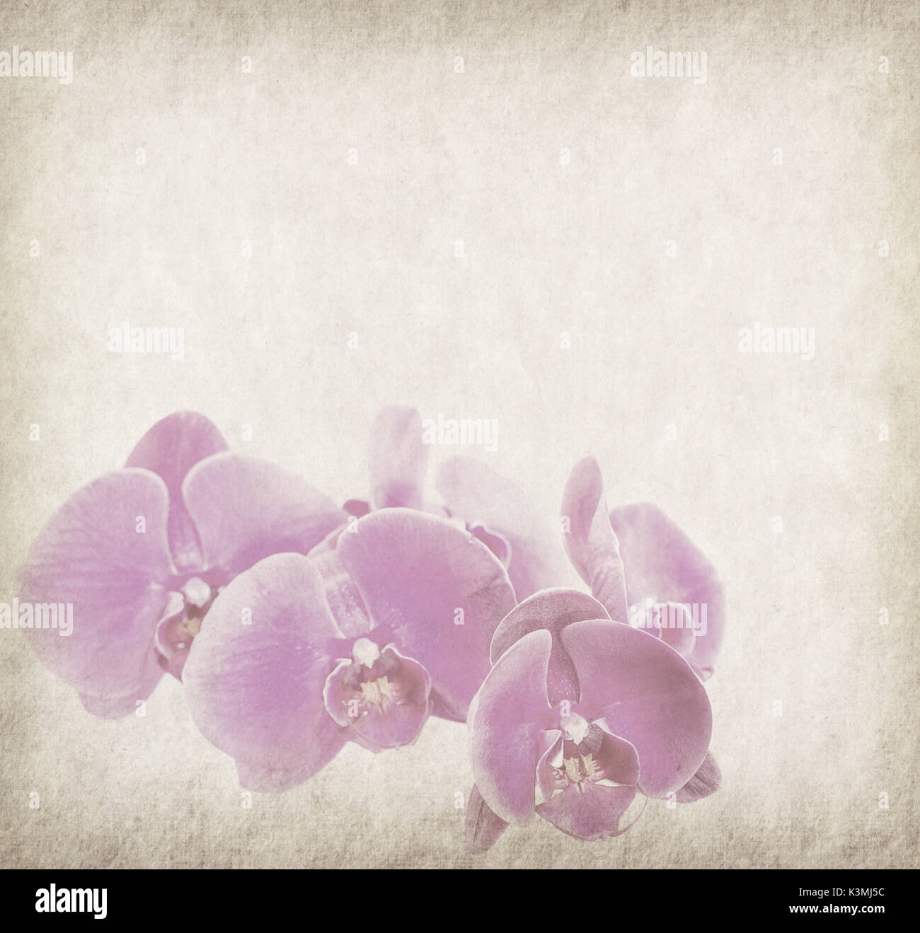Orchid Design In Grunge And Retro Style Stock Photo Alamy Orchid Design In Grunge And Retro Style Stock Photo Alamy