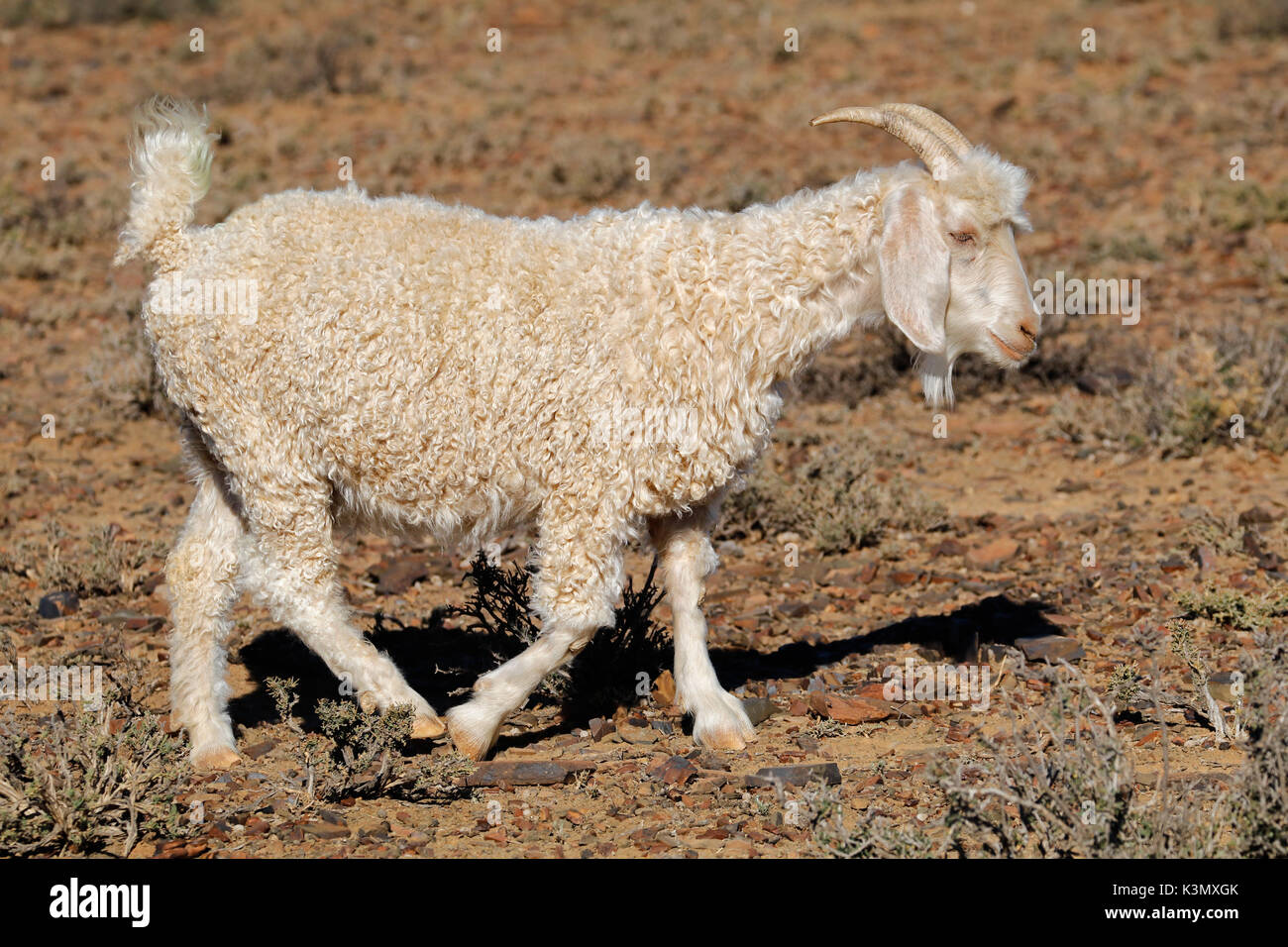 An Angora goat on a rural African free-range farm Stock Photo