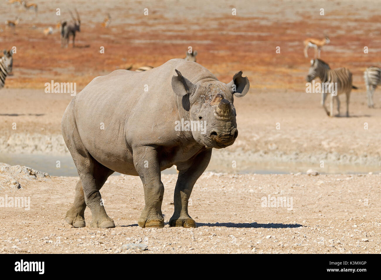 A black rhinoceros (Diceros bicornis) in natural habitat, Etosha National Park, Namibia Stock Photo