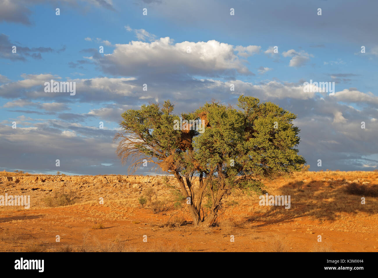 Desert landscape with a thorn tree in early morning light, Kalahari