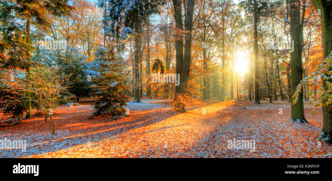 Beautiful colored trees in autumn, landscape photography. Snow on ...