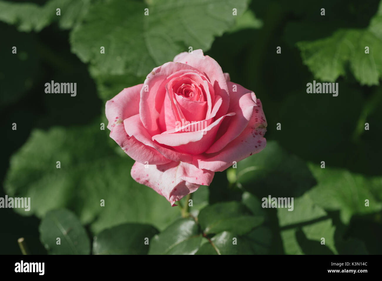 Beautiful pink rose in a garden Stock Photo - Alamy