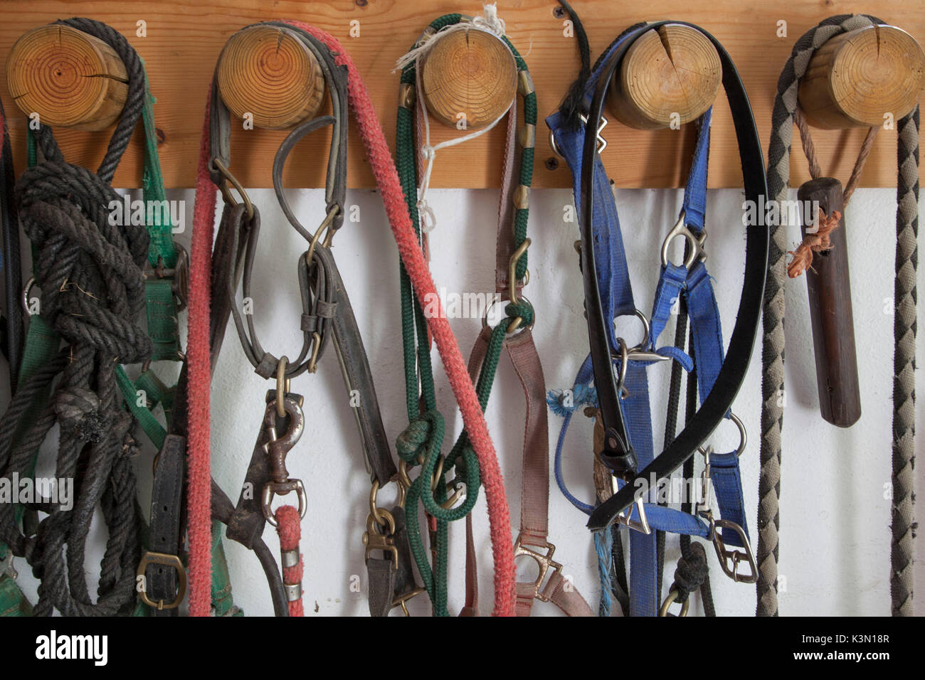 Bridles and halters for horses hung on the wall in the stables of the State Forestry Corp center of Selection Equestrian, Salet, Belluno Dolomites National Park, Monti del Sole Stock Photo