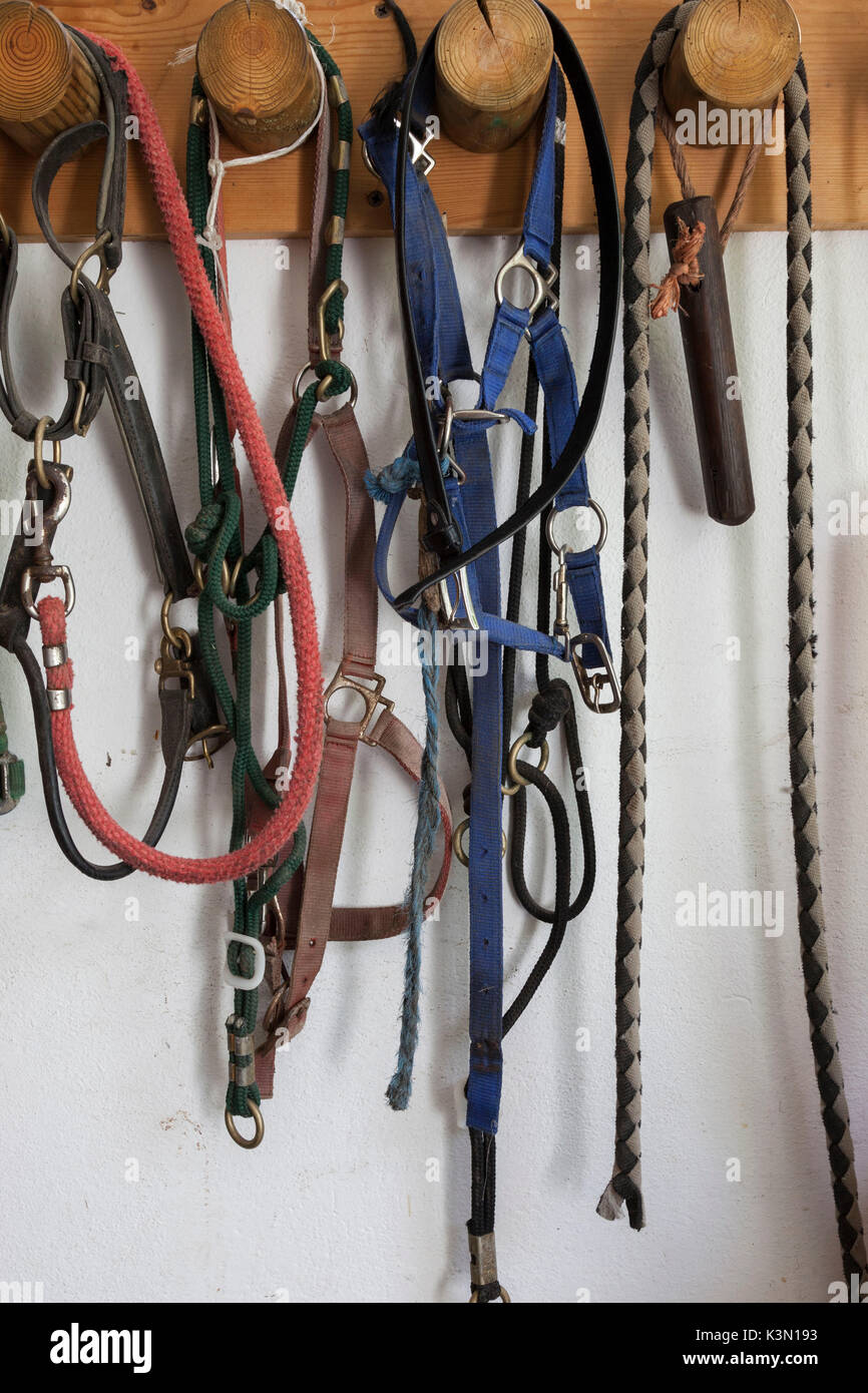 Bridles and halters for horses hung on the wall in the stables of the State Forestry Corp center of Selection Equestrian, Salet, Belluno Dolomites National Park, Monti del Sole Stock Photo