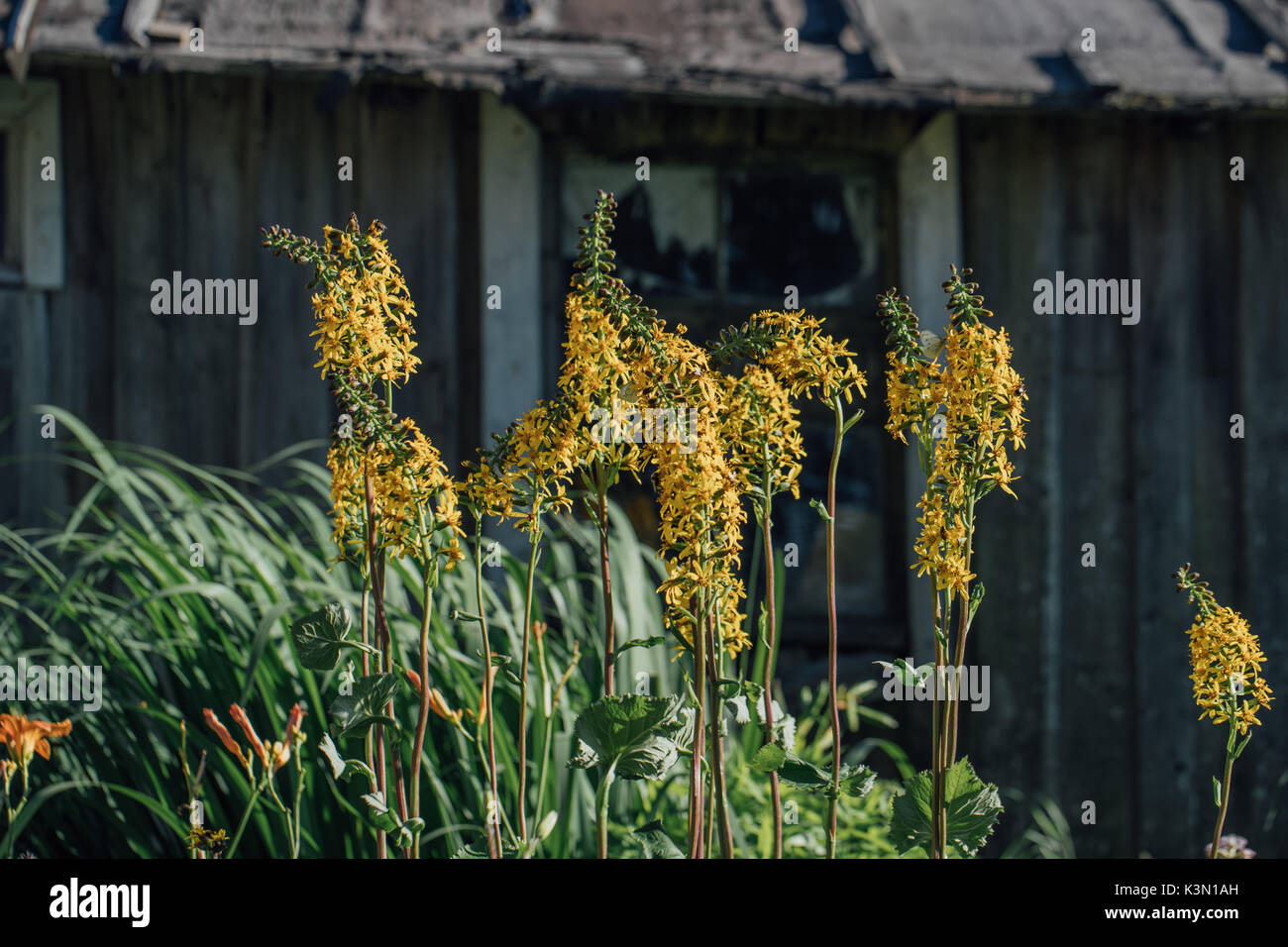 Plants on the background of a wooden shed. Stock Photo