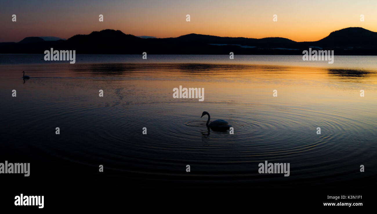 Sunrise in Lake Kussharo with a whooper swan swimming peaceful Stock Photo