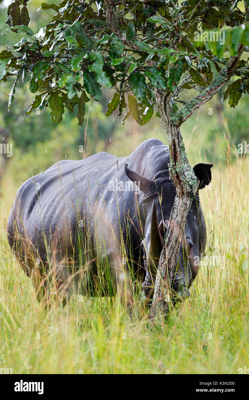 A white rhino in Ziwa Rhino sanctuary hides behind a tree Stock Photo