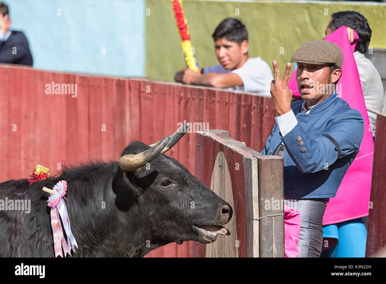 June 18, 2017, Pujili, Ecuador: bullfighter assistant behind protecting wall with bull in front of him holds up his finers as a communication sign Stock Photo