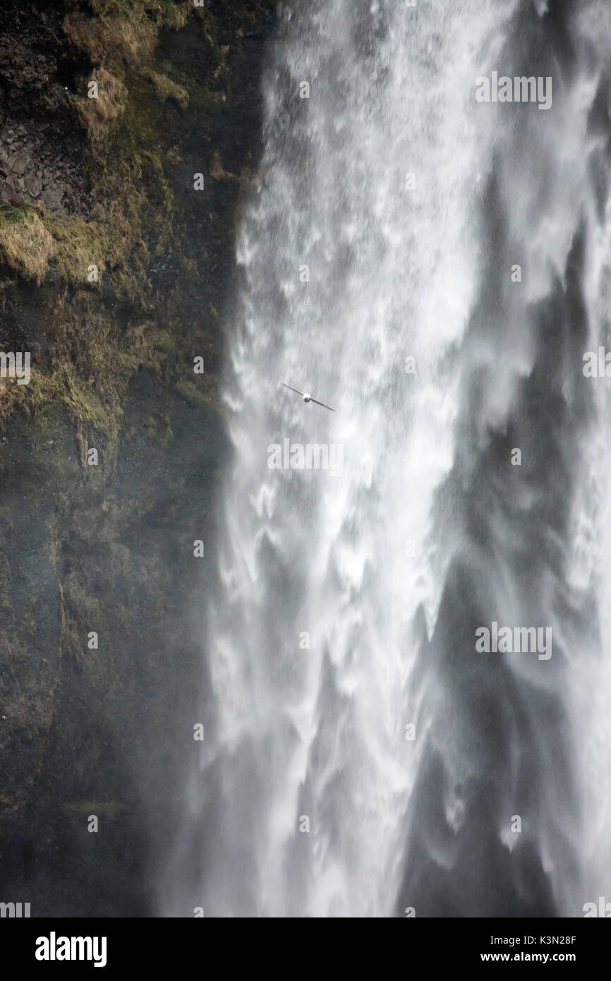 Detail with seagull at Skogafoss waterfall, Skogar, Gardabaer, Capital Region, Iceland, Europe Stock Photo
