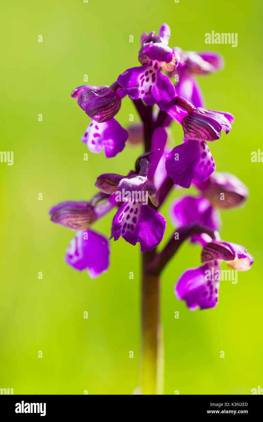Blue Orchis in a green meadow, Foreste Casentinesi NP, Emilia Romagna district, Italy Stock Photo