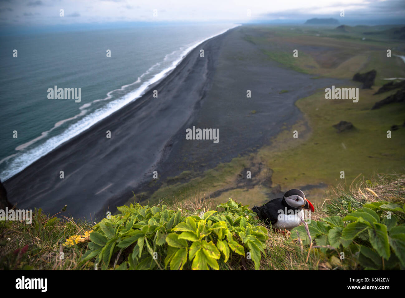 Dyrholaey, Vik i Myrdal, Southern Iceland. Puffins on top of the cliff. Stock Photo