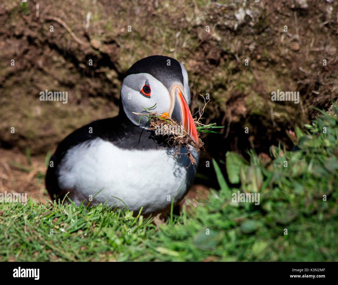 Europe, United Kingdom, Scotland. Puffin Stock Photo